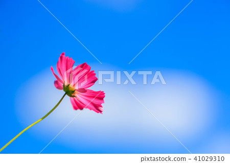 秋天在藍天的櫻桃樹 41029310