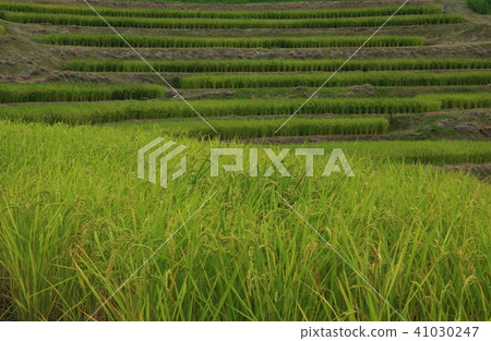 Rice terraces 41030247