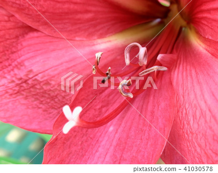 在早晨的陽光和櫻花盛開的紅色花朵（Amaryllis） 41030578