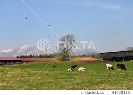 Koiwai農場景觀＃15 41030580