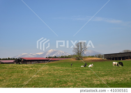 Koiwai農場景觀＃16 41030581