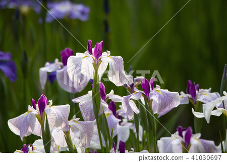 White flower blooming in June White flower blooming in June 41030697