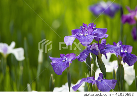 A purple flower blooming in June 41030698