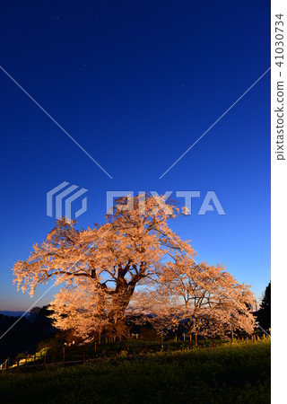Cherry blossoms of Shioinosaki 41030734
