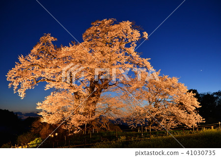 Cherry blossoms of Shioinosaki 41030735