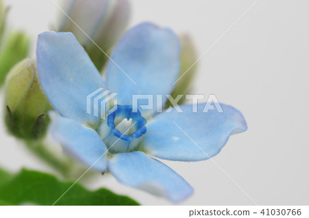 Cut flowers of Blue Star 41030766