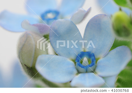 Cut flowers of Blue Star 41030768
