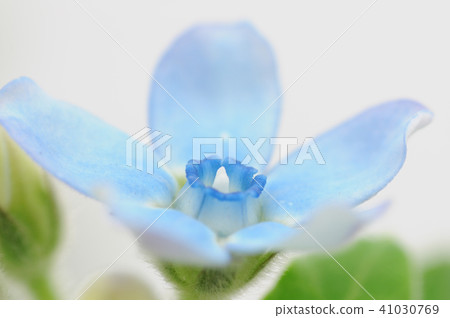 Cut flowers of Blue Star Cut flowers of Blue Star 41030769