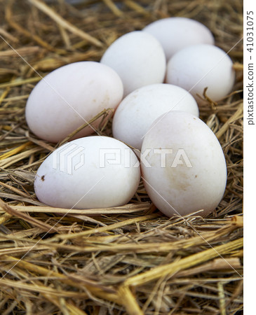 easter background, white chicken eggs 41031075