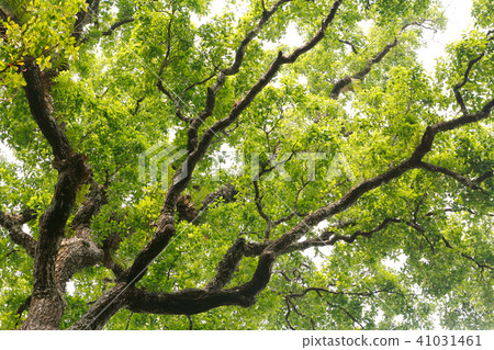 Tree branch background Tree branch background 41031461