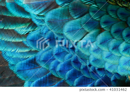 Turquoise wing feather Turquoise wing feather 41031462