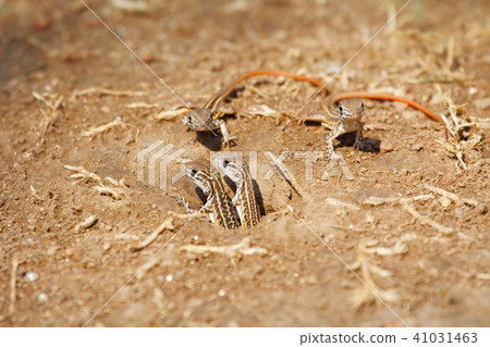 Very cute newborn lizard Very cute newborn lizard 41031463