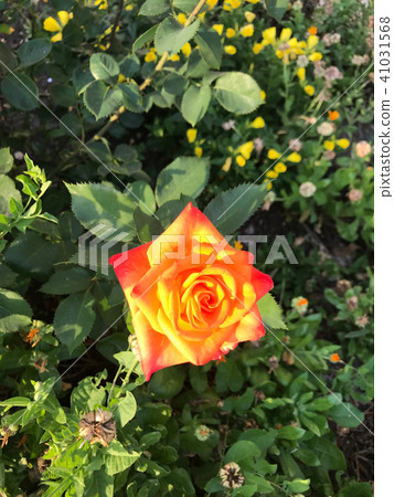 Bright Rose Bush Bright Rose Bush 41031568