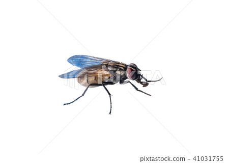 Macro photo of fly isolated on white background. Macro photo of fly isolated on white background. 41031755