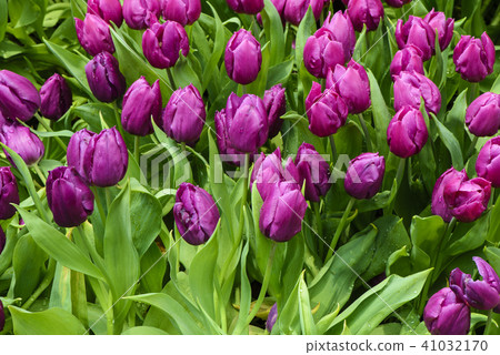 Beautiful purple tulip at garden Beautiful purple tulip at garden 41032170