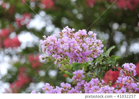 粉紅色的Karasuberi Mizumoto公園 41032257