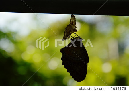 silhouette butterfly metamorphosis from cocoon silhouette butterfly metamorphosis from cocoon 41033176