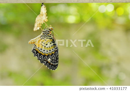 butterfly metamorphosis from cocoon butterfly metamorphosis from cocoon 41033177
