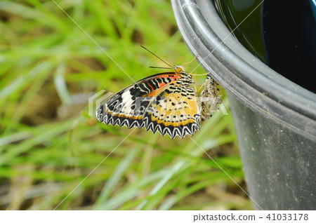 butterfly metamorphosis from cocoon butterfly metamorphosis from cocoon 41033178