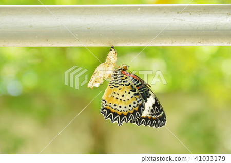 butterfly metamorphosis from cocoon  41033179