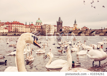 Swans in Vltava river and Charles bridge in Prague 41034261
