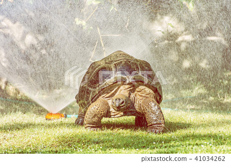 Galapagos giant tortoise and garden water sprayer Galapagos giant tortoise and garden water sprayer 41034262