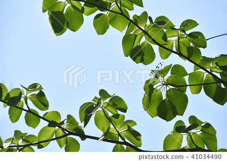 水木（水木）清新的綠色 41034490