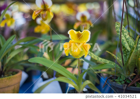 Lady's Slipper orchid flower ( Paphiopedilum ) Lady's Slipper orchid flower ( Paphiopedilum ) 41034521