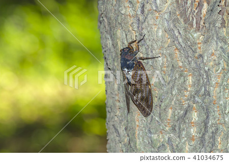 阿巴扎米 41034675