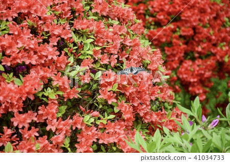 Butterfly on Sakuragi immovable azalea Butterfly on Sakuragi immovable azalea 41034733