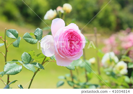 Roses of early summer rose pink roses 41034814