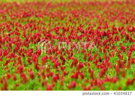 Strawberry candle 41034817