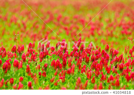 草莓蠟燭 草莓蠟燭 41034818