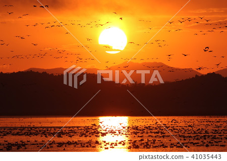 Morning of Izu-numa 41035443