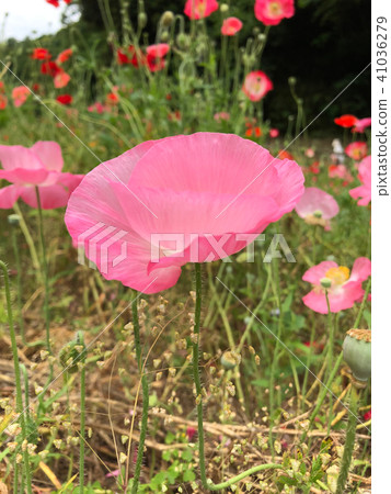 粉紅罌粟花(側)(垂直) 粉紅罌粟花(側)(垂直) 41036279