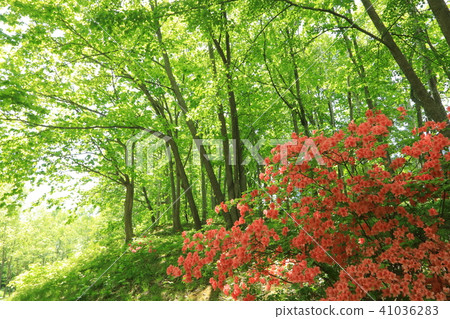 杜鵑花和新鮮的綠色森林 杜鵑花和新鮮的綠色森林 41036283