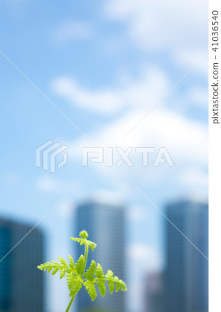 High-rise building and fresh green ivy 41036540