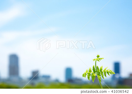 High-rise building and fresh green ivy 41036542