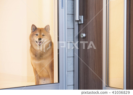 等待所有者的逗人喜愛的什巴Inu 等待所有者的逗人喜愛的什巴Inu 41036829