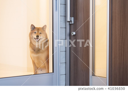 等待所有者的逗人喜愛的什巴Inu 41036830