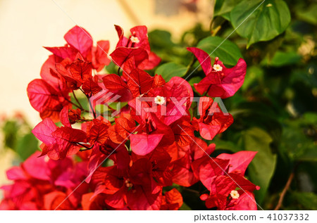 九重葛 九重葛 41037332