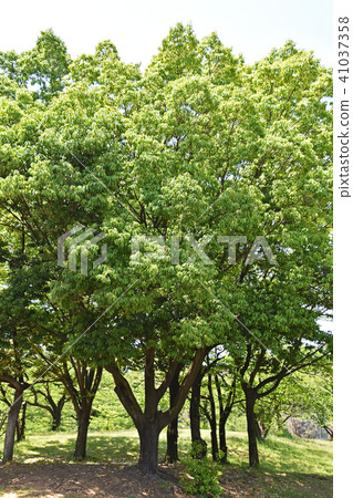 Arakashi (coarse oak) fresh green 41037358