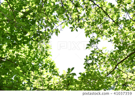 Arakashi（粗橡木）新鮮的綠色 41037359