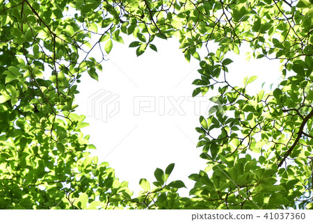 Arakashi(粗橡木)新鮮的綠色 Arakashi(粗橡木)新鮮的綠色 41037360