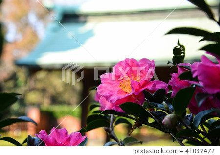Sancha Flower Sancha Tea Flower Taiwan Camellia Camellia Camellia Sancha Flower Sancha Tea Flower Taiwan Camellia Camellia Camellia 41037472