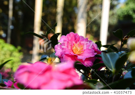 Sancha Flower Sancha Tea Flower Taiwan Camellia Camellia Camellia Sancha Flower Sancha Tea Flower Taiwan Camellia Camellia Camellia 41037473