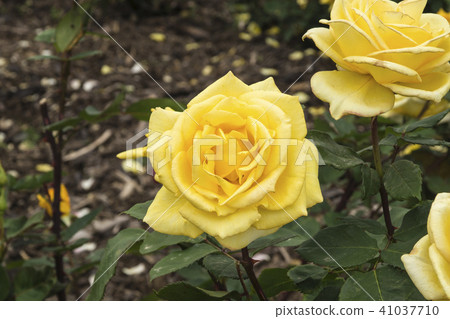 Shinshu長野縣佐賀町坂町町Raka Chikumagawa玫瑰玫瑰“Midas touch” 41037710