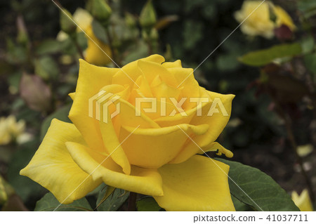 Shinshu長野縣佐賀町坂町町Raka Chikumagawa玫瑰玫瑰“Midas touch” Shinshu長野縣佐賀町坂町町Raka Chikumagawa玫瑰玫瑰“Midas touch” 41037711