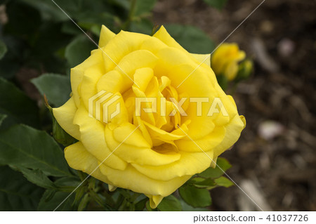 Shinshu Nagano Prefecture Sakajo-machi Sakaki-machi Sakaki Chikumagawa Rose rose "Roses of Izu" 41037726