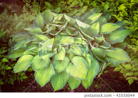 big green and yellow hosta plant outdoor big green and yellow hosta plant outdoor 41038044